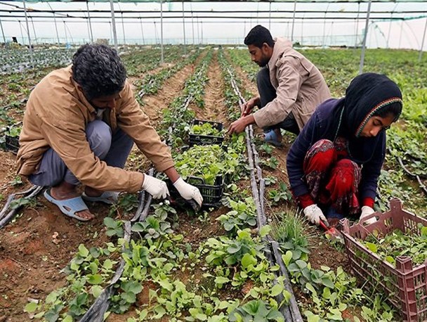 تصویب 102 طرح اشتغال روستایی به مبلغ 7 میلیارد تومان در میبد