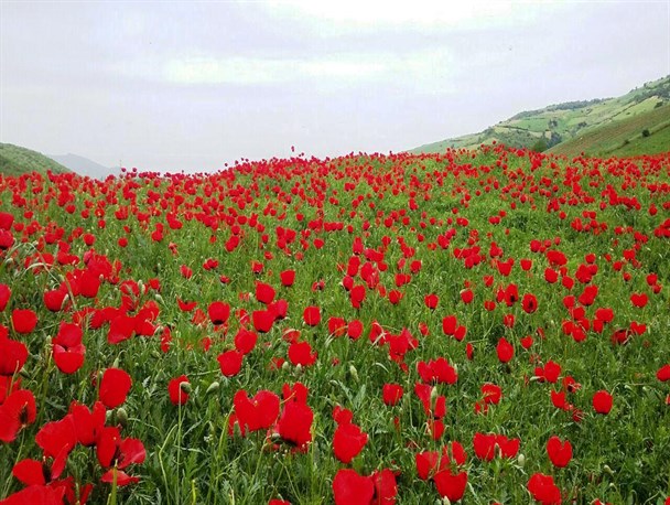 پنجمین جشنواره «شقایق‌ها» در روستای «پادلدل» گالیکش برگزار شد + تصاویر