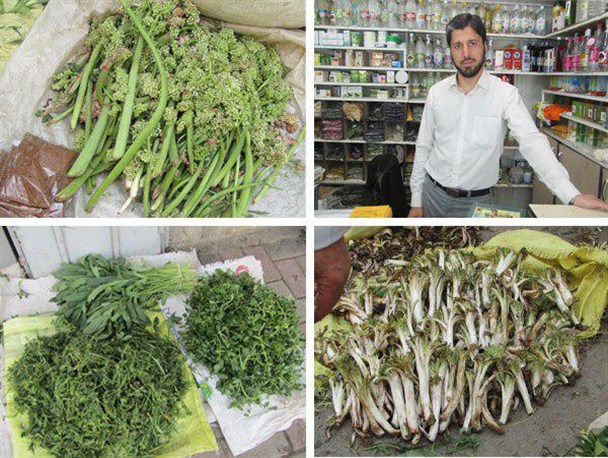 تویسرکان؛ گنجینه خدادادی با بیش از ۱۲۰۰ نوع گیاه دارویی/ معجزه غذاهای دارویی با گیاهان بهاری