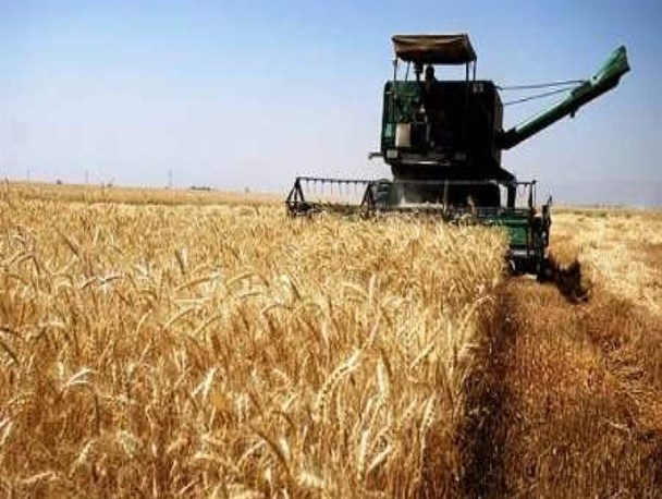 پیش‌بینی خرید تضمینی بیش از 16 هزار تن گندم در خراسان‌جنوبی
