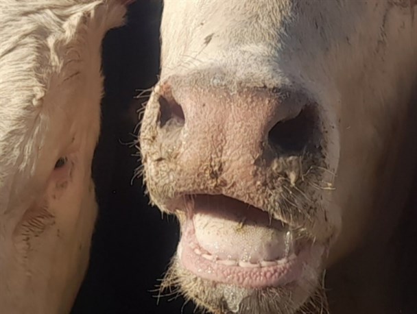 تب برفکی در جمعیت دامی استان مرکزی شیوع یافت /چوب بی‌کیفیتی دارو بر سر دامداران