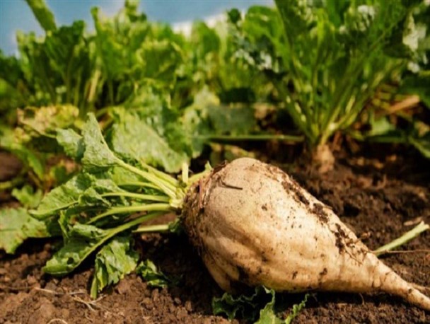 پیش‌بینی برداشت ۱۰۰ هزار تن چغندرقند از مزارع استان کرمانشاه