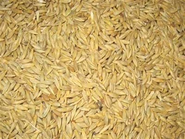 خرید تضمینی جو در شازند آغاز شد