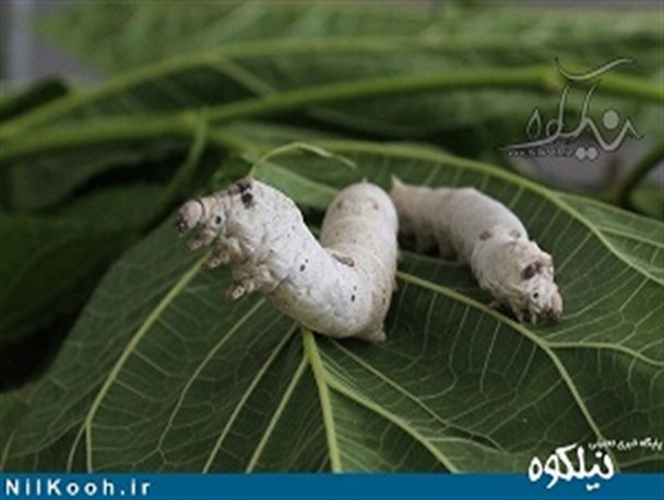 کرم ابریشم سالانه 200 نفر گلستانی را مصدوم می‌ کند