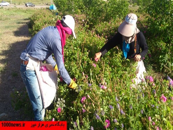تصاویر دیدنی از برداشت گل در شهر گل و گلاب