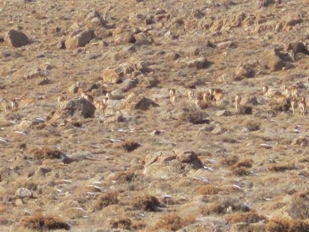 زیستگاه و مناطق مرزی حیات وحش دهستان سنگر عاری از علائم تب برفکی است
