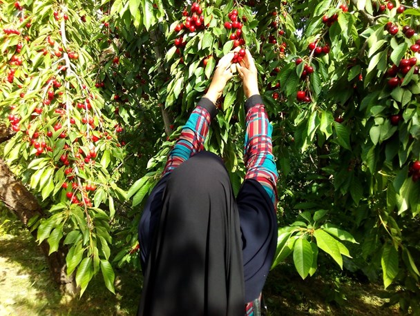 تصاویری زیبا از برداشت گیلاس در باغات خراسان رضوی