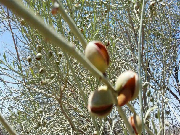 بخش احمدی رویشگاه های طبیعی بادام کوهی+تصاویر