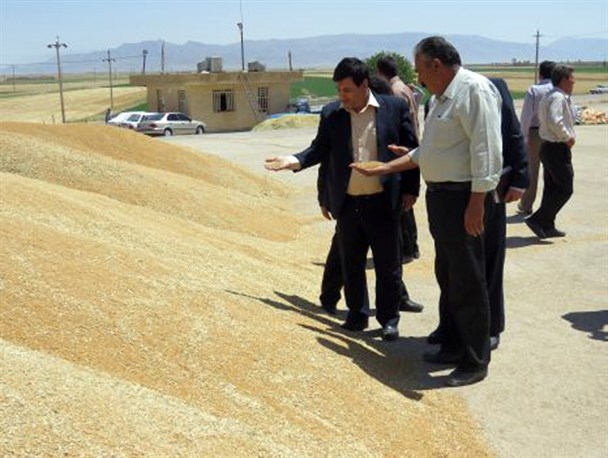 تاکنون نزدیک به دو هزار تن جو و گندم خریداری شده است