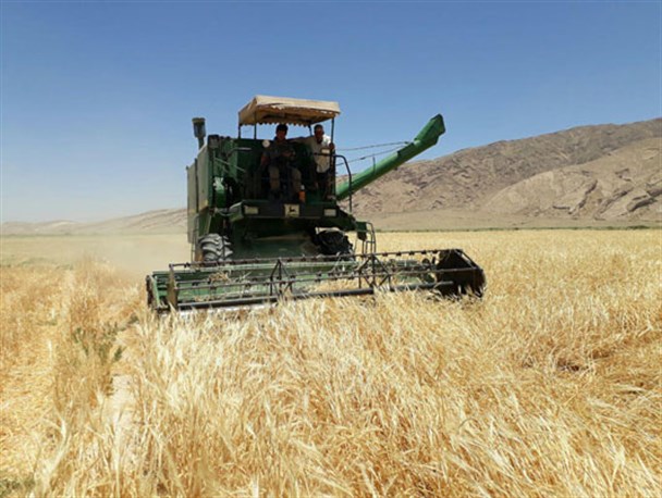 برداشت خوشه های طلایی گندم از مزارع شهرستان زرین دشت به روایت دوربین