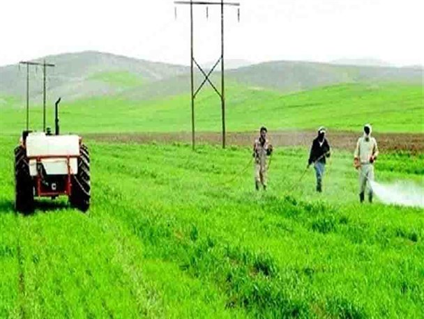 34 هزار هکتار از اراضی گندم سنقروکلیایی علیه سن غلات سم‌پاشی شد
