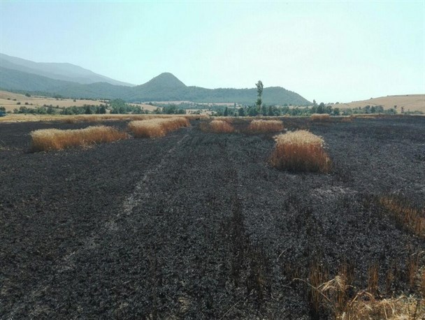 گندم زارهای روستای نامن طعمه حریق شد+تصاویر