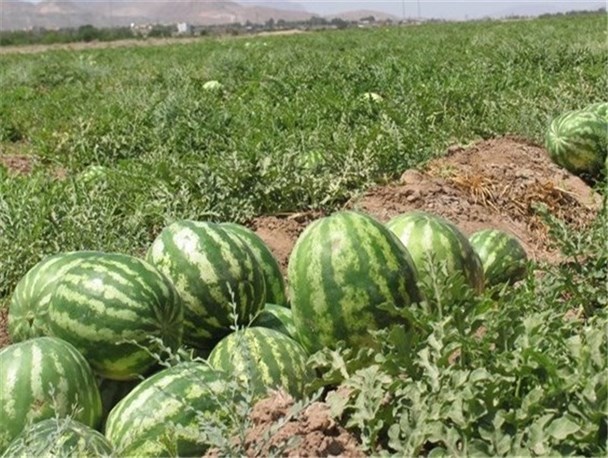 افزایش کشت محصولات آبدوست توسط کشاورزان غیر بومی