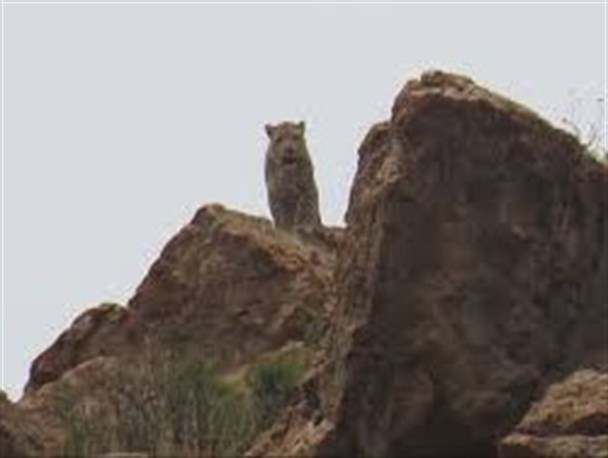 نگرانی اهالی یک روستا از حمله پلنگ به گله گوسفندان