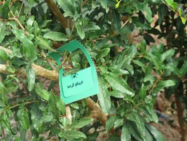 اجرای طرح مبارزه بیولوژیک با آفات زراعی در سرخس