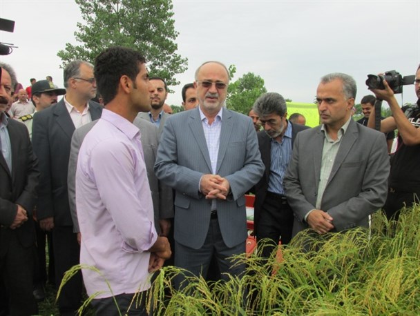 اولین برداشت مکانیزه برنج کشور در صومعه‌سرا+ تصاویر