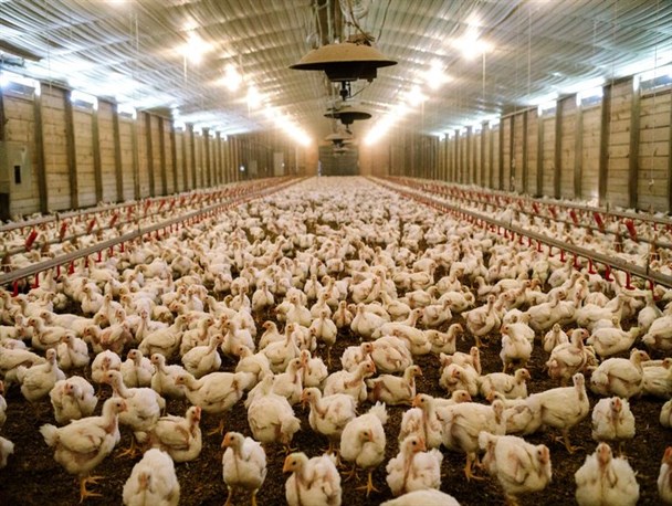 اتحادیه مرغداران خراسان شمالی در مسیر راه اندازی ۲ خط تولید