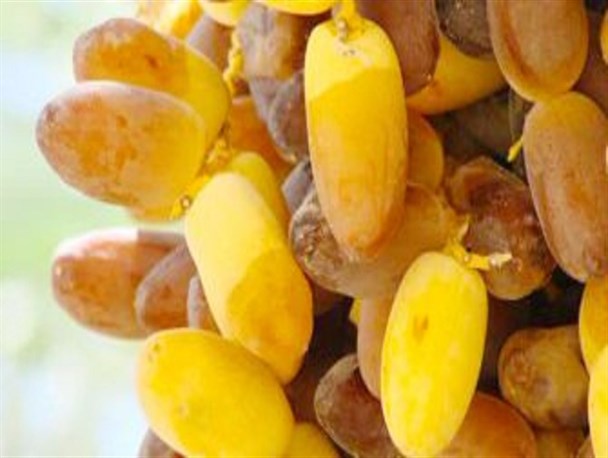 برداشت خرما از ۹هزار هکتار باغات رودان آغاز شد