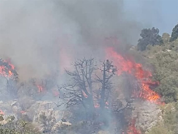 تجربه سوزناک جنگل‌های زاگرس/ از فرجام تلخ آتش‌سوزی‌ها تا اقدام شایسته فرماندار گچساران+تصاویر و فیلم