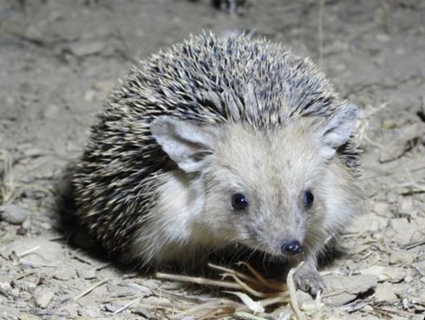 گونه خار پشت گوش بلند برای اولین بار در لرستان مشاهده شد