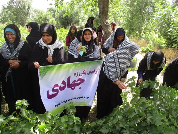 کمک جهادگران قهاوندی به کشاورزان نیازمند در برداشت محصول