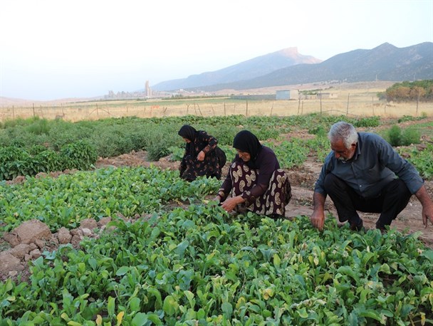 کارمند بازنشسته ای که تولید کننده اقتصادی شد + تصاویر