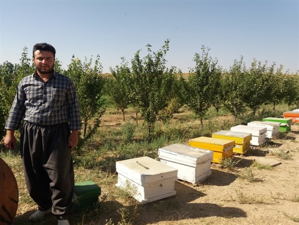 پرورش زنبور عسل آغاز شغلی پردرآمد با سرمایه کم/ نهادهای مربوطه از زنبورداران شهرستان حمایت نمی کنند