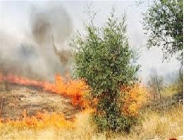 آتش به جان باغات روستای چغاکبود هرسین افتاد