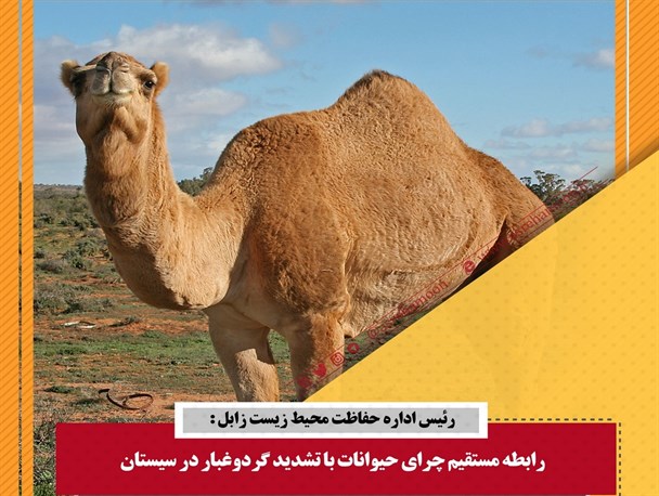 شترهای سرگردان در تالاب هامون بلای جان مردم سیستان
