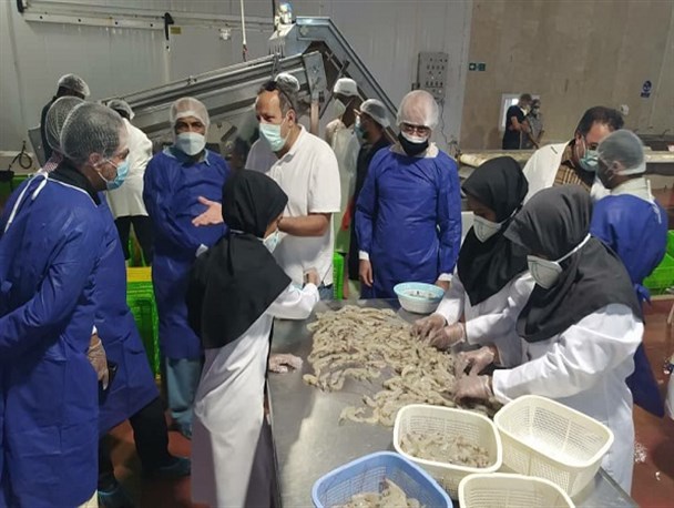 نوسانات نرخ ارز و افزایش قیمت نهاده ها پرورش میگو را دچار چالش کرد