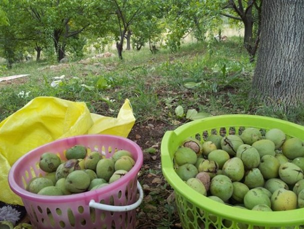 عکس / آغاز برداشت گردو از باغات دنا