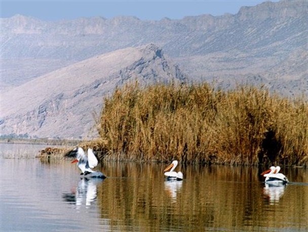 بحران در کمین تالاب های مهاباد