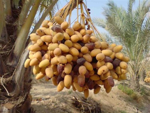 خرمای قصرشیرین به بازار آمد/ 930 هکتار سطح زیر کشت نخیلات در شهرستان