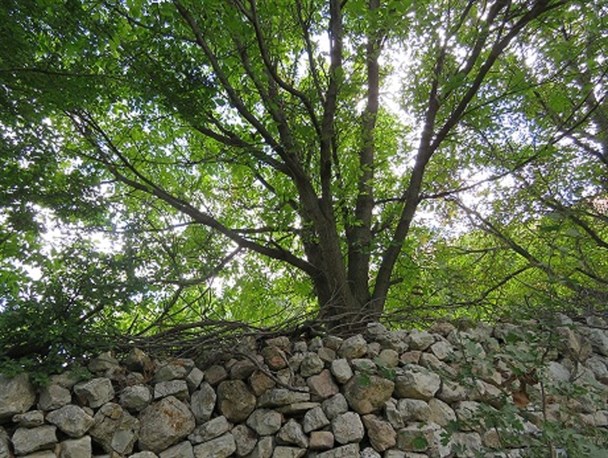 طبیعت زیبای تابستانی روستای اسبو از توابع بخش شاهرود خلخال