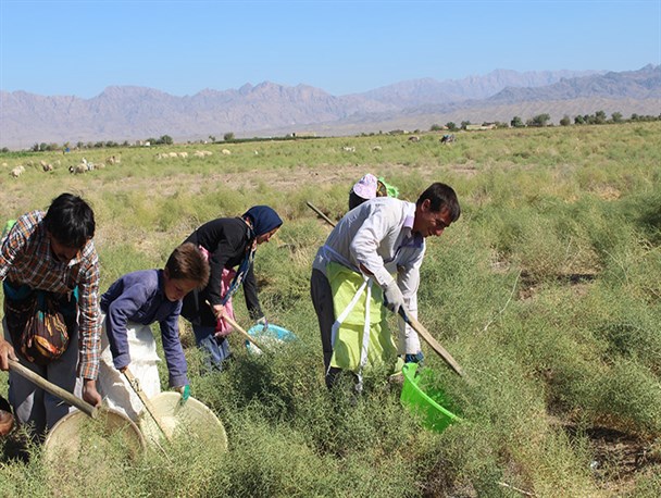 اهالی روستای بندازبک روزانه 300 میلیون ریال از خارهای بیابان درآمد دارند