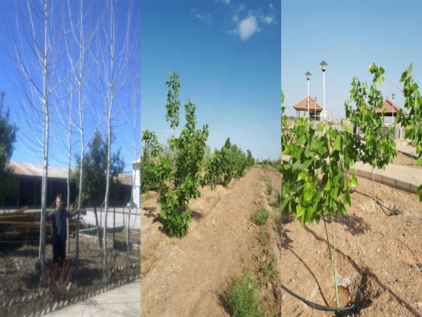 تولید اولین محصول بیوتکنولوژی از درختان غیر مثمر در گلستان + عکس
