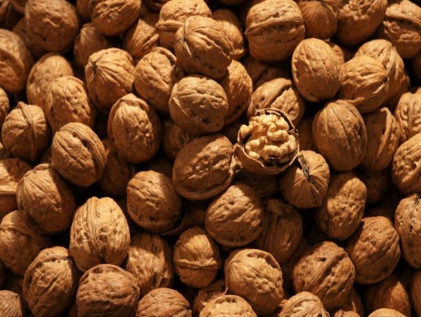 برداشت بیش از ۱۰ هزار تُن گردو از باغات آذربایجان‌غربی آغاز شد