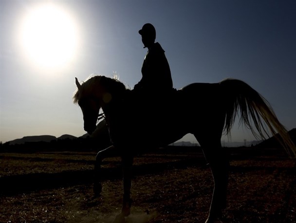 سرپرست فدراسیون سوارکاری معرفی شد