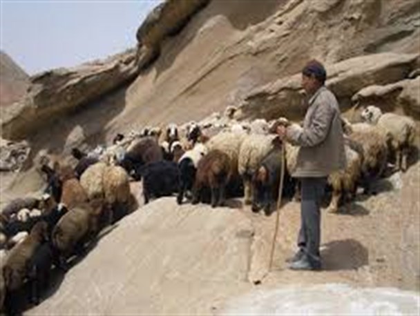 گوسفندان سرقتی با همکاری چوپان به صاحبش بازگردانده شد