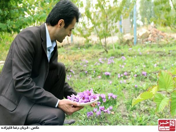 کشت زعفران توسط محقق جوان در حوزه دریاچه ارومیه+فیلم