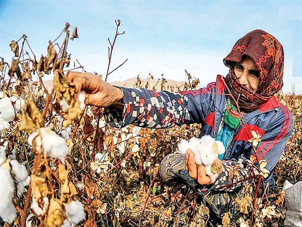 عیار پایین طلای سفید در گلستان/ ریشه مشکلات معلوم اما راه‌حل مدیران نامعلوم