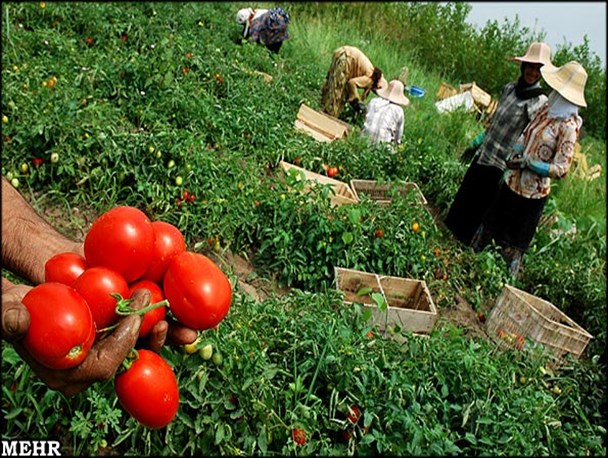 مدیریت غلط سوخت کشاورزی راهی برای استفاده افراد خاص