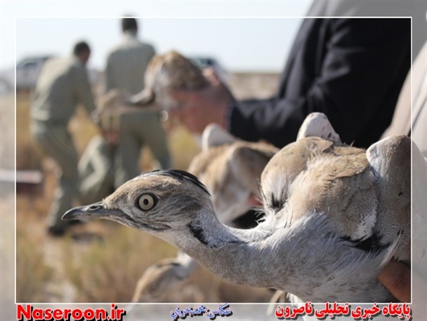 بازگشت 55 پرنده هوبره به آغوش طبیعت+تصاویر