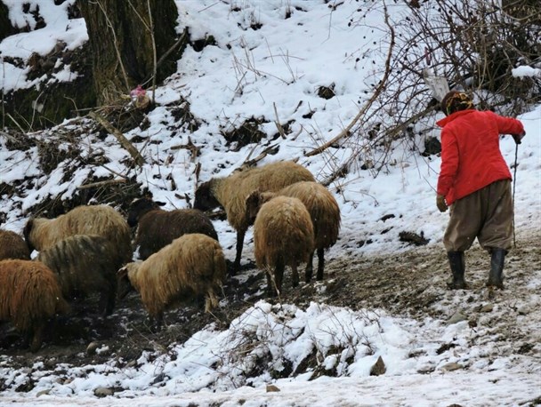 تپش روزمره زندگی در روستاهای کردستان به روایت تصویر(7)