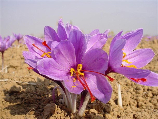 چراغ سبز زعفران به مزارع کشاورزی خرامه/ تغییر الگوی کشت در گیر و دار اعتبارات