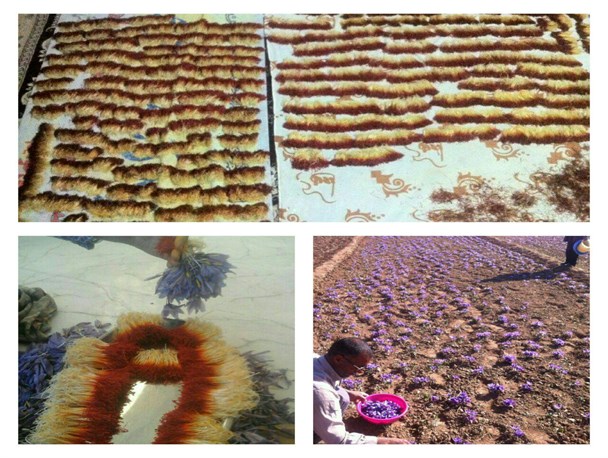برداشت زعفران در روستای شهرک هاشمیه قاین+تصاویر