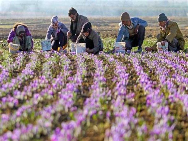 پیش بینی برداشت 250 کیلوگرم زعفران در بخش بسطام