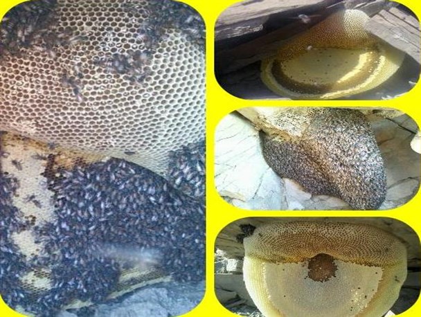 آغاز برداشت عسل طبیعی در روستای وی بشاگرد+تصویر