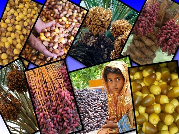 خرمای سیستان وبلوچستان؛ مشهور اما گمنام!/ تولید کیفی ترین خرمای کشور در دیار نخل و کویر