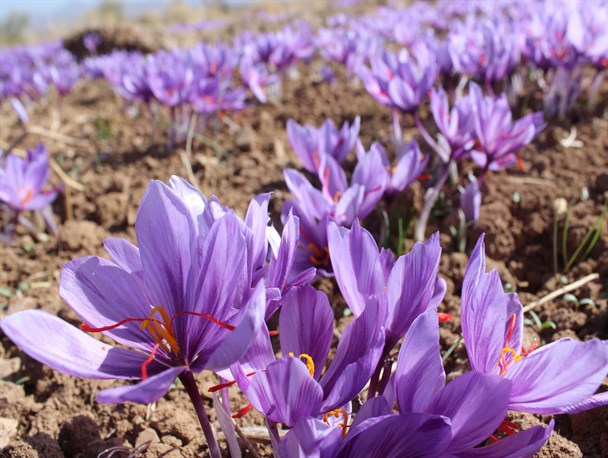 خرید توافقی زعفران در رشتخوار انجام می‌شود